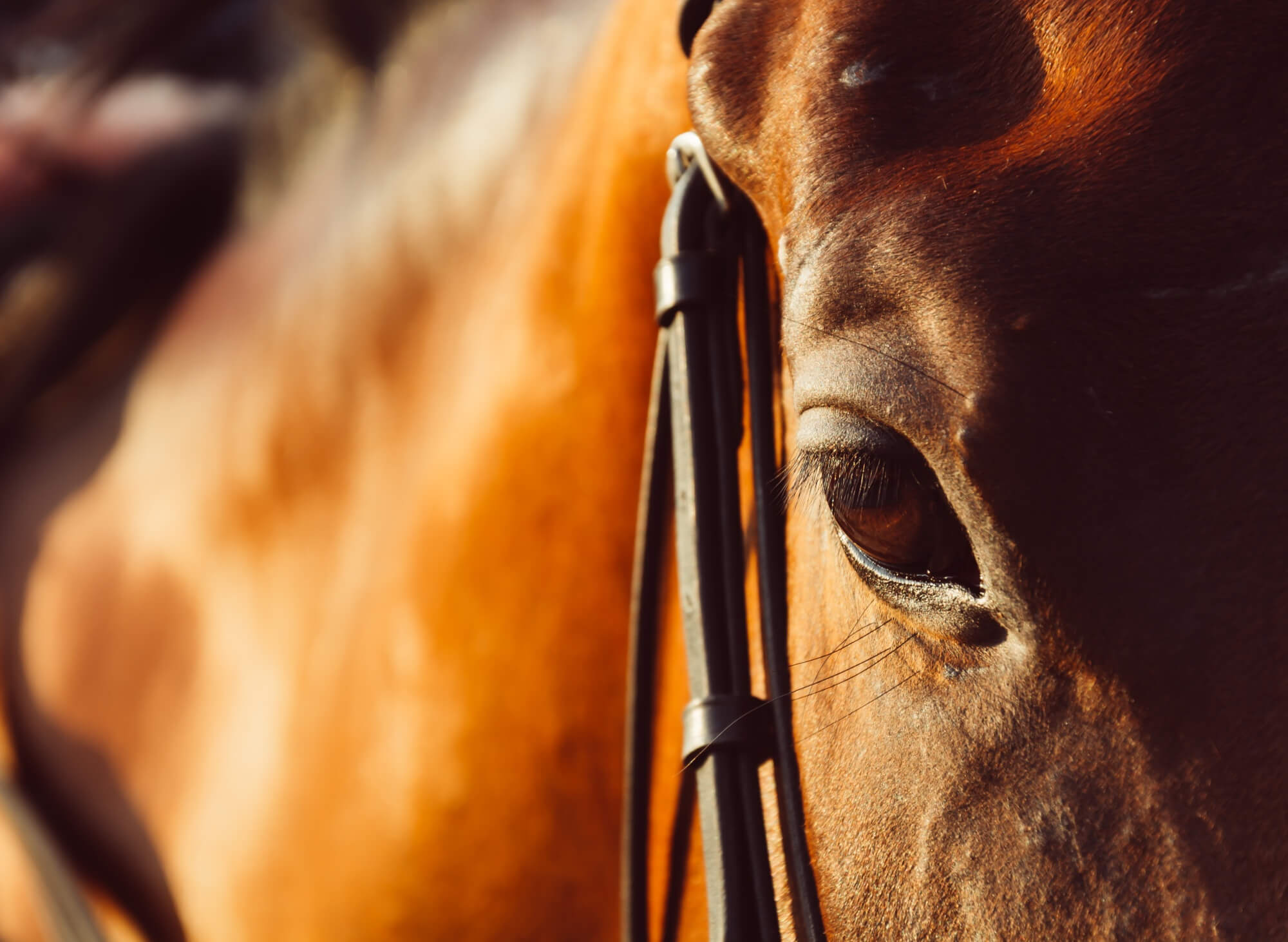 Cheval équitation gros plan